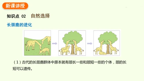 7.3.3生物进化的原因-八年级生物人教版下学期同步精品课件(共44张PPT)