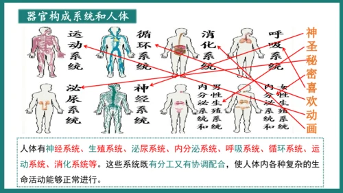 第一单元第三章从细胞到生物体（复习课件）-七年级生物上册同步教学精制课件（人教版2024）(共44张