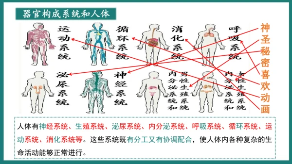 第一单元第三章从细胞到生物体（复习课件）-七年级生物上册同步教学精制课件（人教版2024）(共44张