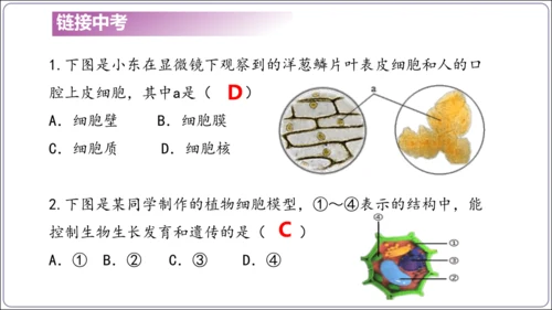 1.1&1.2 认识生物和细胞（复习课件）【2024人教新版七上生物高效完全备课】(共44张PPT)