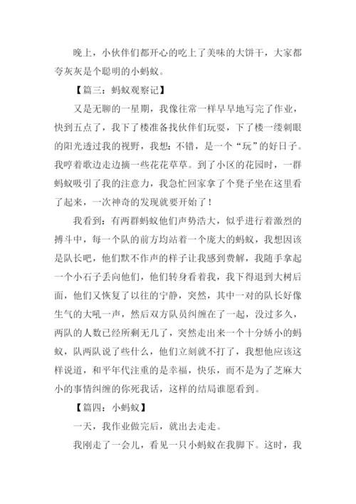 关于蚂蚁的作文500字.docx