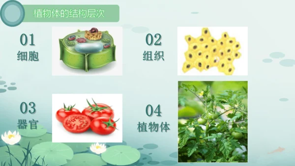 人教版（2024）七年级上册1.3.1植物体的结构层次 课件(共23张PPT)