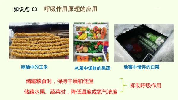 3.2.3呼吸作用-七年级生物下学期同步精品课件（2024人教版）(共24张PPT)