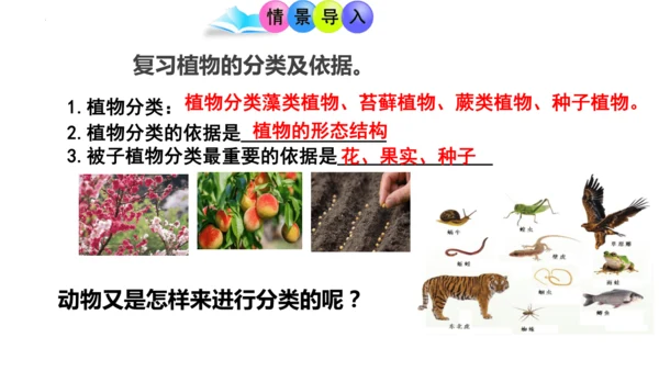 人教版生物七年级上册2.4.1《尝试对生物的分类》（教学课件）(共23张PPT)