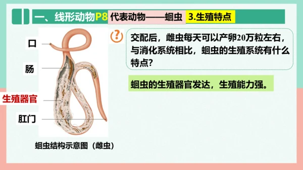 5.1.2线形动物和环节动物课件-人教版生物八年级上册(共47张PPT)