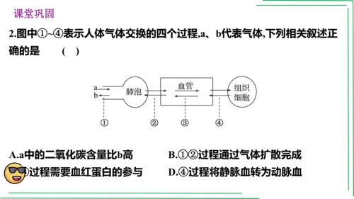 七年级下册 第三章 人体的呼吸【2023春人教七下生物期中期末复习课件】(共28张PPT)
