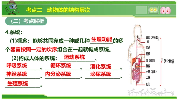 第三章从细胞到生物体（串讲课件）-七年级生物上学期期中考点大串讲（人教版2024）(共40张PPT)