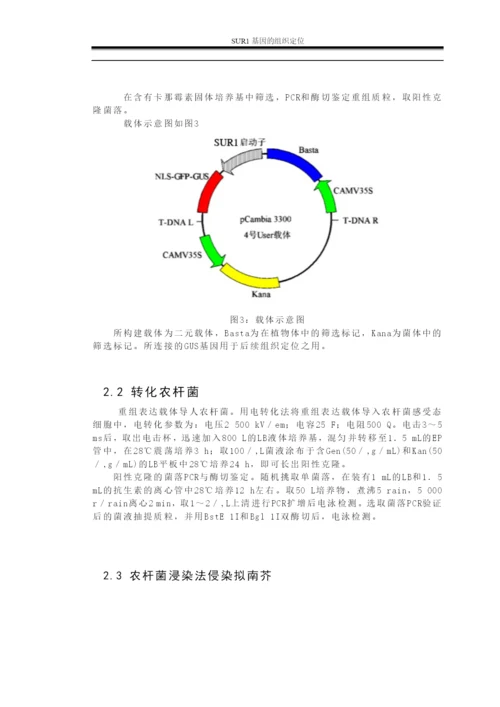 毕业论文—SUR1基因的组织定位.docx