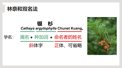 6.1.2+从种到界-【互动课堂】八年级生物上册精品课件（人教版）(共20张PPT)