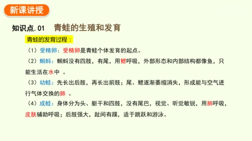 7.1.3两栖动物的生殖和发育-八年级生物人教版下学期同步精品课件(共31张PPT)