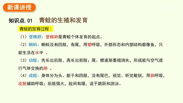 7.1.3两栖动物的生殖和发育-八年级生物人教版下学期同步精品课件(共31张PPT)