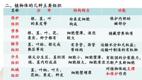 2.2.3 植物体的结构层次2023-2024学年七年级生物上册精品课件（人教版）(共18张PPT)