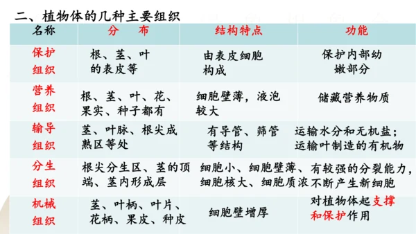 2.2.3 植物体的结构层次2023-2024学年七年级生物上册精品课件（人教版）(共18张PPT)