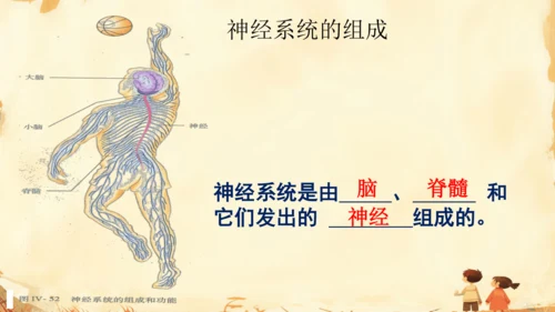 初中生物学人教版（新课程标准）七年级下册4.6.2 神经系统的组成课件(共18张PPT)