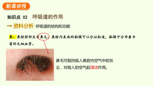 4.3.1 呼吸道对空气的处理-七年级生物下学期同步精品课件（2024人教版）(共26张PPT)