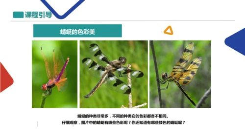 蜻蜓飞飞