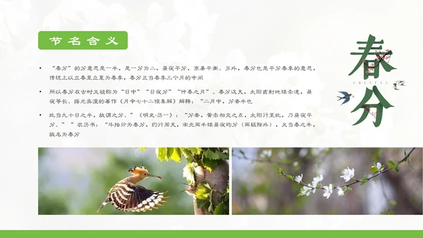 春分春天的白花通用PPT模板