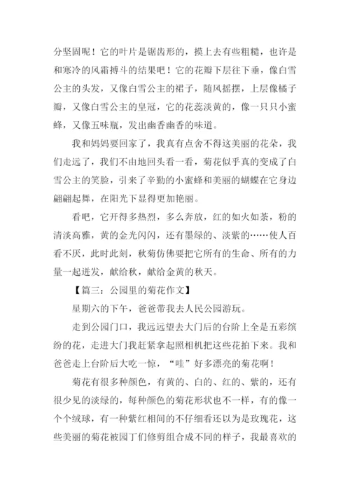 公园里的菊花作文.docx