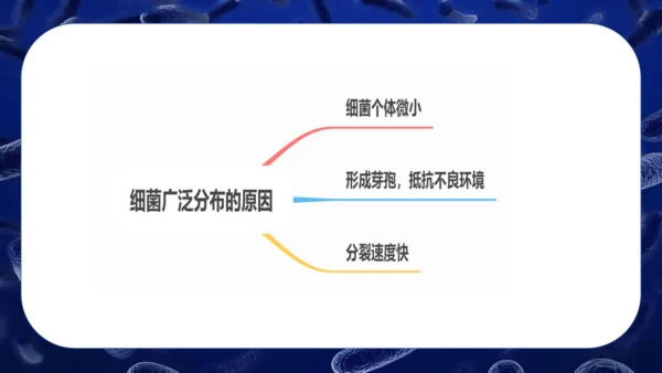 人教版生物七年级上册2.3.2《细菌》课件(共24张PPT)