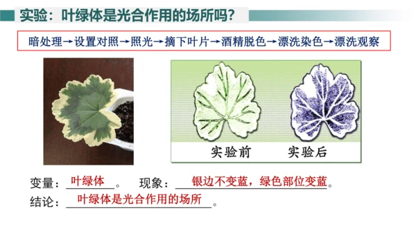 3.4 绿色植物是生物圈中有机物的制造者 课件 七年级生物上学期（人教版）(共27张PPT)