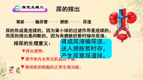 初中生物学人教版（新课程标准）七年级下册4.5 人体内废物的排出课件(共24张PPT)