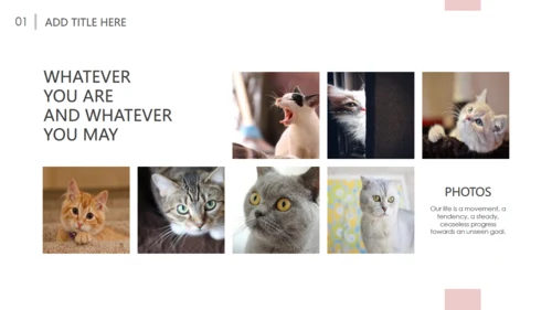 吸猫宠物猫咪日记通用PPT模板