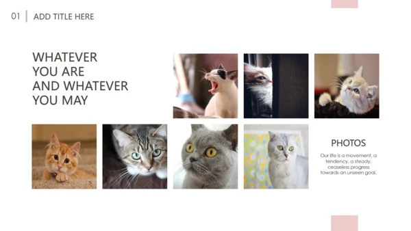 吸猫宠物猫咪日记通用PPT模板