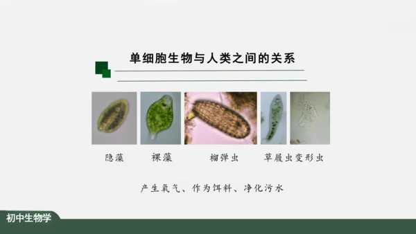 2.2.4 单细胞生物 课件（共24张PPT）
