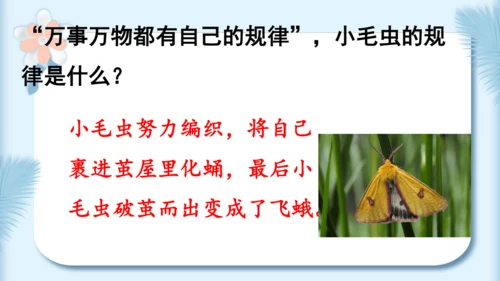 22.小毛虫（第二课时）教学课件
