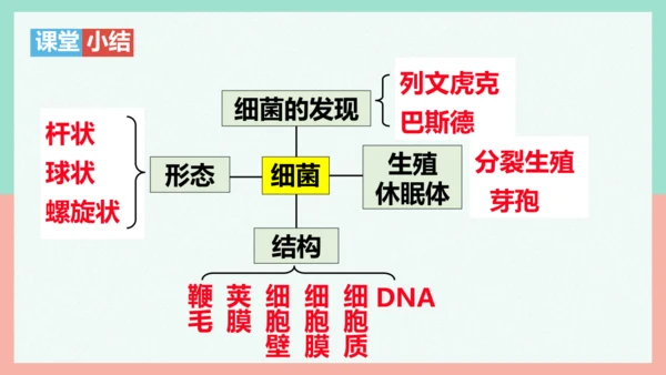 5.4.2  细菌  课件-人教版生物八年级上册(共39张PPT)
