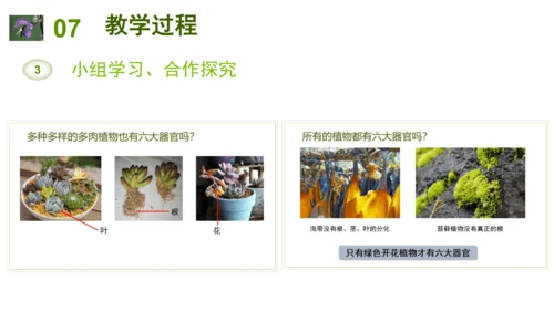2.2.3植物体的结构层次 【说课课件】2023--2024学年人教版生物七年级上册(共42张PPT