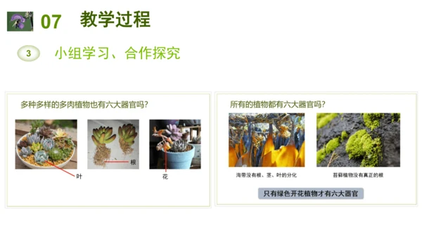 2.2.3植物体的结构层次 【说课课件】2023--2024学年人教版生物七年级上册(共42张PPT