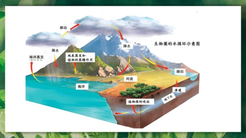 3.3  绿色植物与生物圈的水循环 课件-2023-2024学年人教版生物七年级上册(共23张PPT