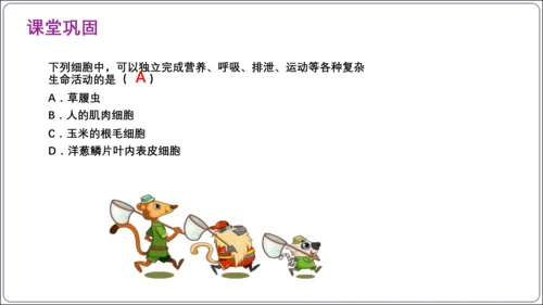 【2023秋人教七上生物期中复习考点梳理串讲+临考押题】第二章 细胞怎样构成生物体（串讲课件）(共2