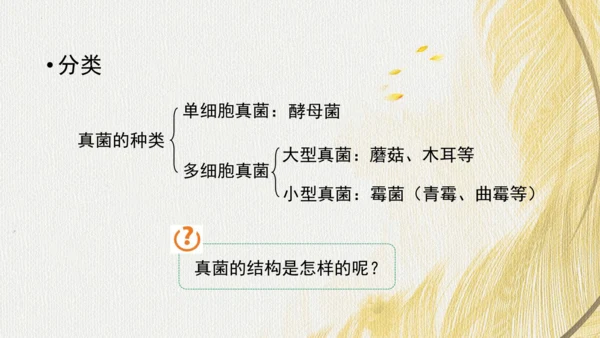 人教版（2024）七年级上册2.3.3真菌(共27张PPT)+视频素材