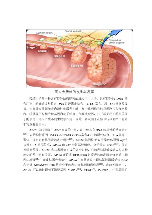 结肠癌细胞中ap2抑制htert表达的实验研究