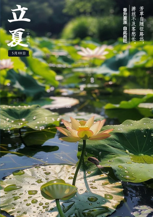 唯美荷花背景立夏海报