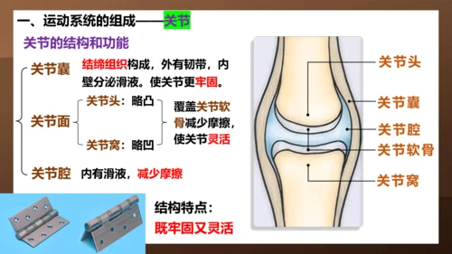 人教版生物八年级上册5.2.1《动物的运动》课件(共27张PPT)+视频素材