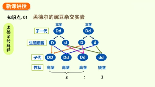 7.2.3基因的显性和隐性-八年级生物人教版下学期同步精品课件(共36张PPT)