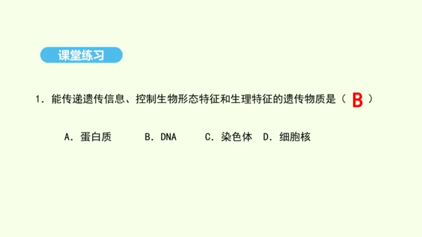 7.2.2基因在亲子代间的传递课件-人教版生物八年级下册(共29张PPT)