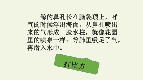 部编版 五年级语文上册第五单元习作例文 《鲸》（课件）