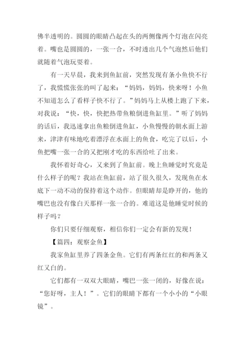 观察金鱼的作文.docx