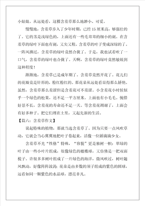含羞草作文8篇