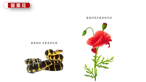 珍爱生命世界禁毒日PPT