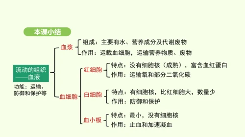 第四单元-第四章-第一节-流动的组织——血液课件-2024-2025学年七年级生物下学期人教版(20
