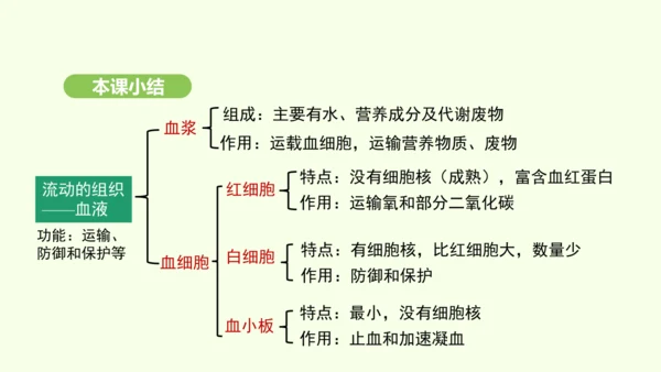 第四单元-第四章-第一节-流动的组织——血液课件-2024-2025学年七年级生物下学期人教版(20
