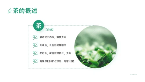 绿色清新风一杯抹茶产品介绍通用PPT模板