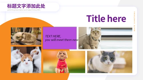 宠物小狗狗泰迪犬通用PPT模板