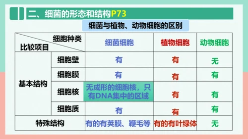 5.4.2  细菌  课件-人教版生物八年级上册(共39张PPT)