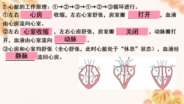 第四单元第四章人体内物质的运输 复习课件(共23张PPT)人教版七年级下册